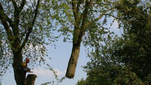 bomen rooien Jabeek